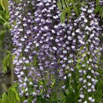 Wisteria floribunda 'Royal Purple' 