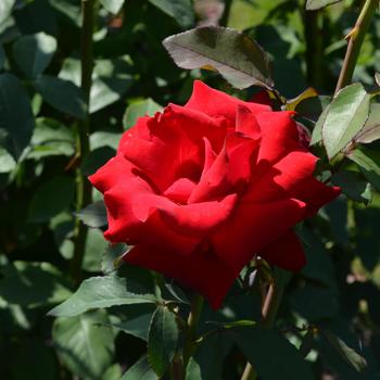 Rosa 'Opening Night'