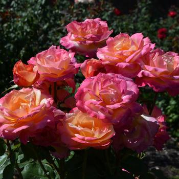 Rosa 'Broadway'