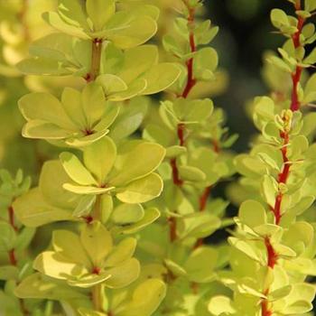 Berberis thunbergii 'Torch d'or' 