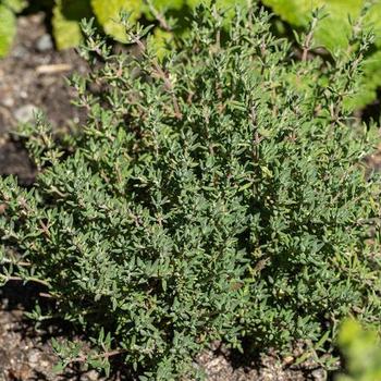 Thymus fragrantissimus 'Orangelo' 