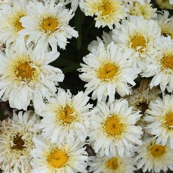 Leucanthemum x superbum 'Ice Cream Dream' PP34053