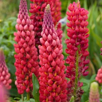 Lupinus polyphyllus 'Towering Inferno' 