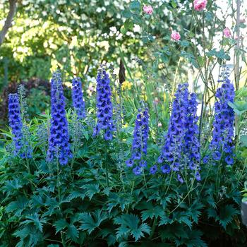 Delphinium belladonna 'Bellamosum' 