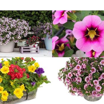 Calibrachoa 'Series' 