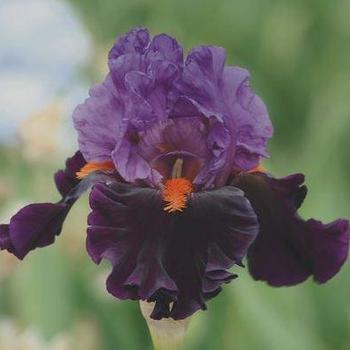 Iris germanica 'Sharp Dressed Man' 