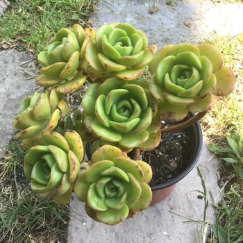 Aeonium 'Lily Pad' 