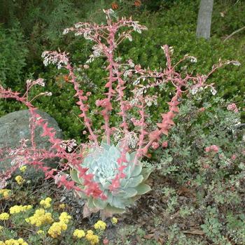 Dudleya pulverulenta