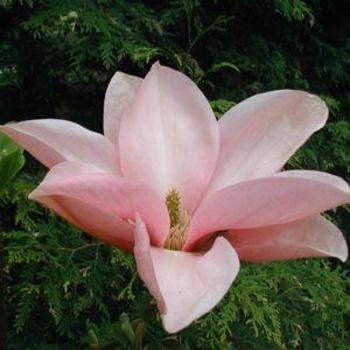 Magnolia 'Blushing Belle' 