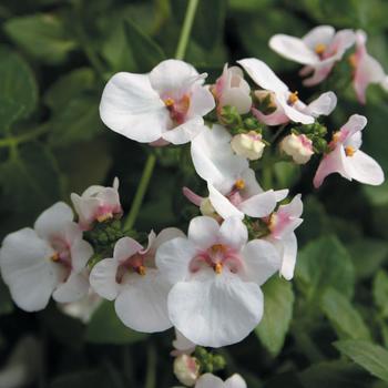 Diascia barberae Piccadilly™ Appleblossom