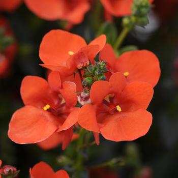 Diascia barberae Piccadilly™ Dark Orange