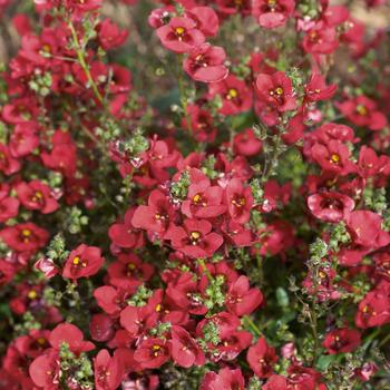 Diascia barberae Piccadilly™ Dark Red