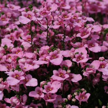 Diascia barberae Piccadilly™ Pink