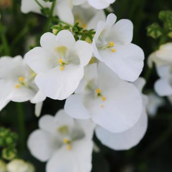 Diascia barberae Piccadilly™ White