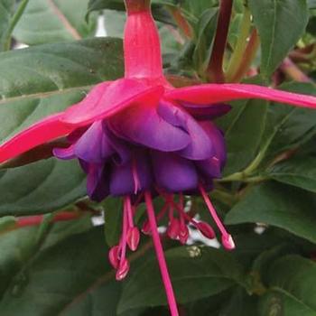 Fuchsia 'Dollar Princess' 