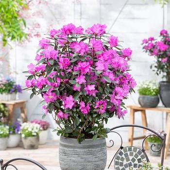 Rhododendron 'PJM Elite Star' PP27780