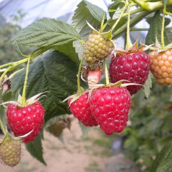 Rubus 'Joan J' 