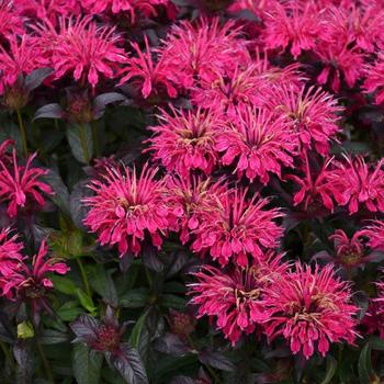 Monarda didyma 'Berry Taffy' 