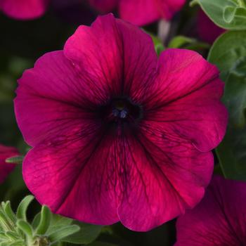 Petunia 'Burgundy' 