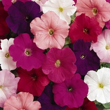 Petunia 'Clear Mix' 