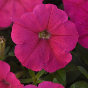 Petunia 'Deep Rose' 