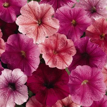 Petunia 'Just Mix' 