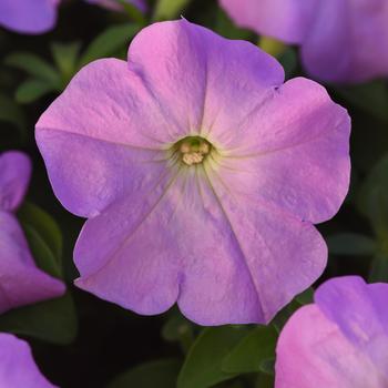 Petunia 'Lilac' 
