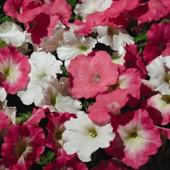 Petunia 'March Mix' 