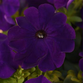 Petunia 'Midnight' 