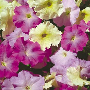 Petunia 'Moonlight Mix' 