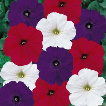 Petunia 'Old Glory' 