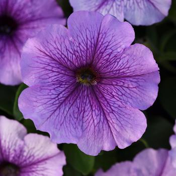 Petunia 'Orchid' 