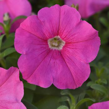 Petunia 'Pink' 