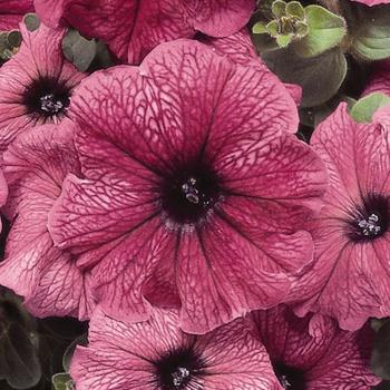 Petunia 'Plum' 