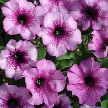 Petunia 'Plum Crazy Improved' 