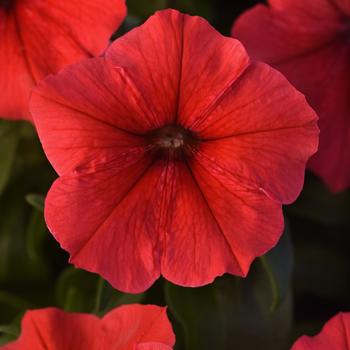 Petunia 'Red' 