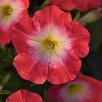 Petunia 'Red Morn' 