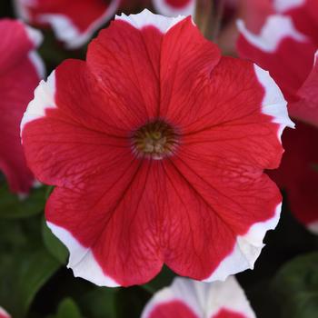 Petunia 'Red Picotee' 