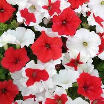 Petunia 'Red Splash Mix' 