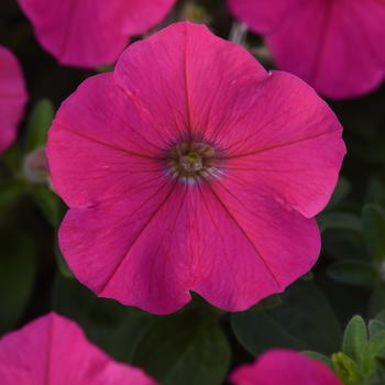 Petunia 'Rose' 