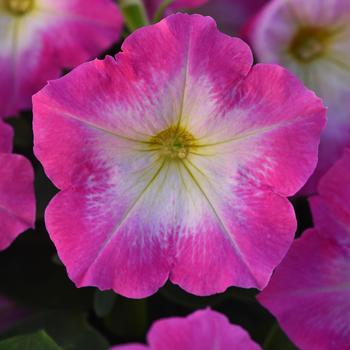 Petunia 'Rose Morn' 