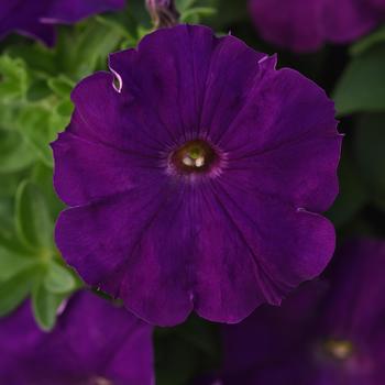 Petunia 'Royal' 