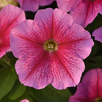 Petunia 'Sheer' 