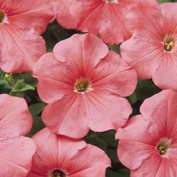 Petunia 'Simply' 