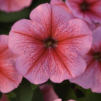 Petunia 'Spring' 