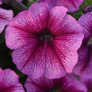 Petunia 'Sugar' 