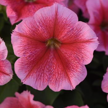 Petunia 'Summer' 