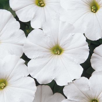 Petunia 'White' 