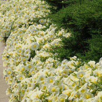 Petunia 'Yellow Improved' 