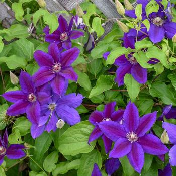 Clematis 'Wildfire' 